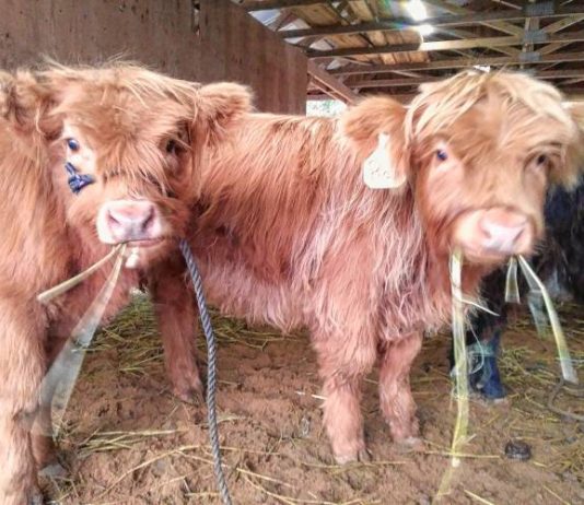 A doni të bëni para? merruni me trashje të viçave