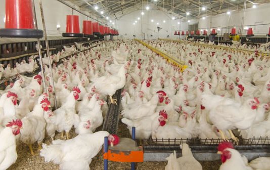 Ndikimi i ushqimit në pastërtinë e kafshëve të fermave dhe lejimin e tyre