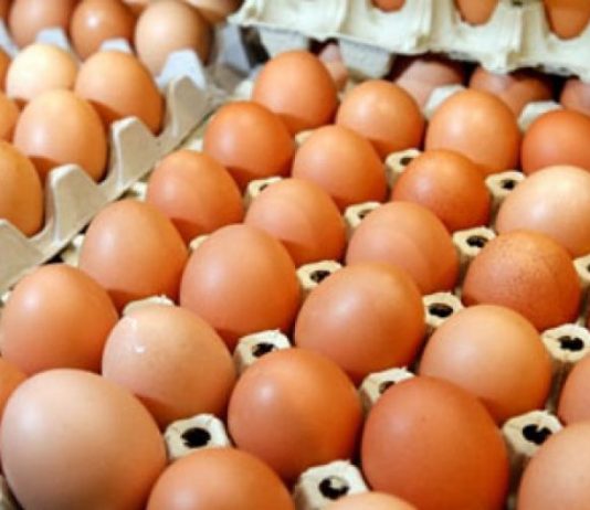 Kosova ndalon përkohësisht importin e vezëve nga Maqedonia e Veriut, pas shfaqjes së sëmundjes të murtajës së shpezëve