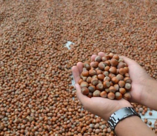 Sa fiton Turqia nga lajthia?