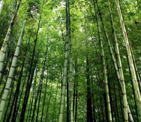 Rëndësia e këmbënguljes