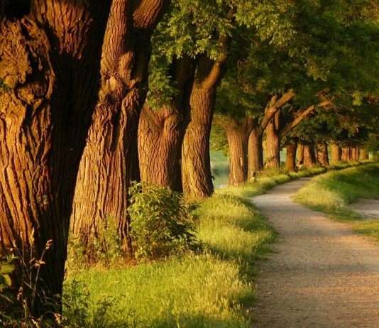 Sa pemë ka në Tokë? Hartat e reja dhe studimet mbi biomasën bimore