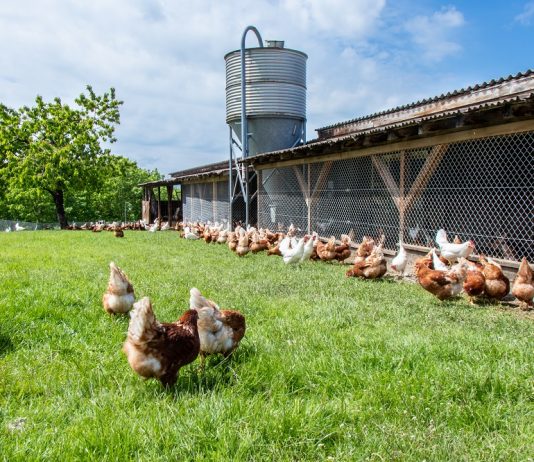 Ferma zvicerane mbi 80 vjeçare e pulave sot drejtohet nga dy shqiptarë