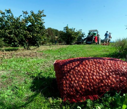 Turqia me 2.2 miliardë dollarë eksport të lajthive