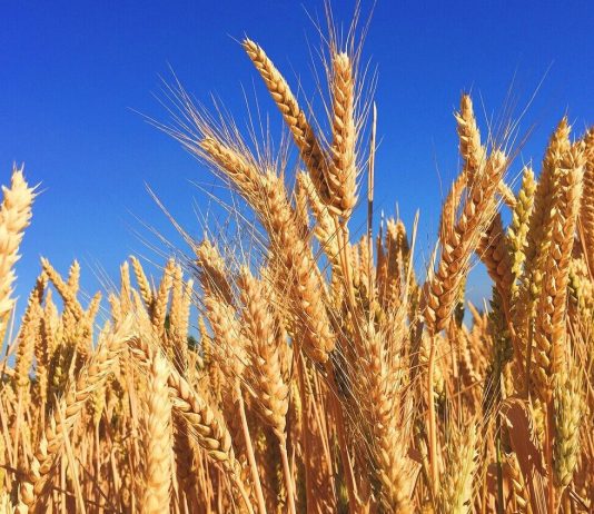 Sa grurë i nevojitet Kosovës dhe sa grurë mjafton për kokë banori në Kosovë?