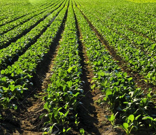 Sa kushton qiraja e tokës bujqësore në Europë?