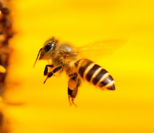 Shkencëtarët paralajmërojnë: Rënia e numrit të insekteve mund të rrisë masivisht faturat e ushqimit!