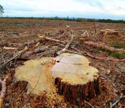 Kosova çdo ditë humb mbi një hektar pyje