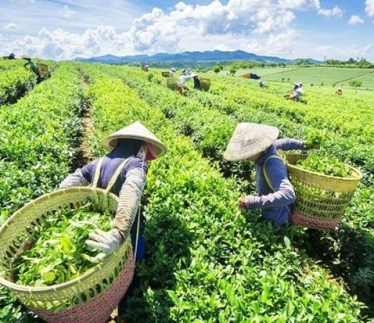 Importuesi më i madh në botë i çajit, thirrje popullatës: Pini më pak!