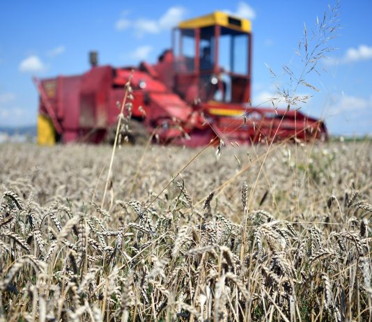 Rreziku nga mungesa e grurit në Kosovë