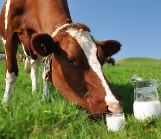 Hapet aplikimi për subvencione për fermerët e qumështit