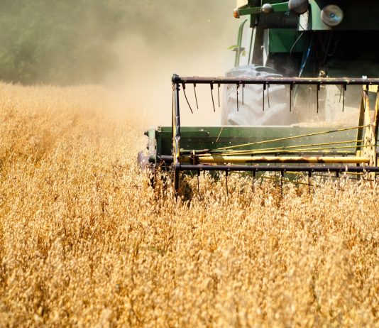 Çmimet e grurit bien në nivelin më të ulët të 5 muajve të fundit