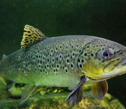 Liqeni i Ohrit pasurohet me rreth 1.7 milion rasat të peshkut koran