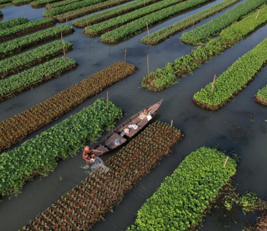 Teknika 200-vjeçare, fermerët e Bangladeshit “ringjallin” fermat lundruese