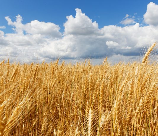 Mbillen rreth 95% e sipërfaqeve të planifikuara për sivjet me kultura vjeshtore