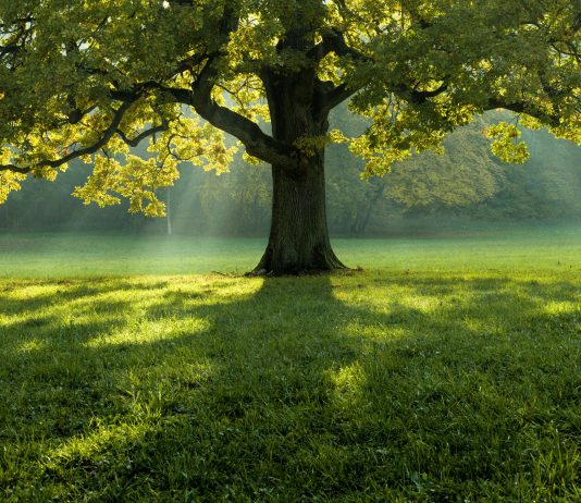 Bashkimi Evropian ndalon importin e produkteve që shkatërrojnë pyjet