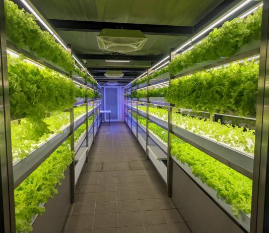 “Ferma hidroponike”, metroja në Tajvan që rrit sallatë organike