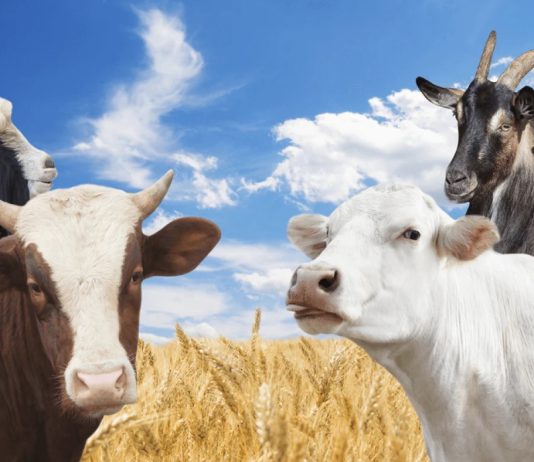 Sasitë e bagëtive dhe Zekati i tyre