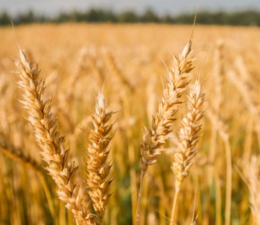 A do të dështojë sivjet prodhimtaria e grurit në Kosovë?