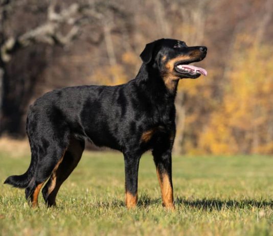 A është e lejueshme shitja e qenve që përdoren për roje?