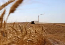 Turqia thyen rekord në prodhimin bujqësor, hyn në 7 vendet e para në botë